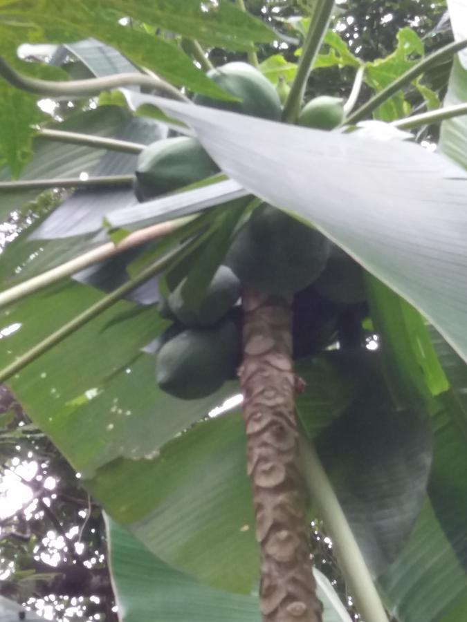 Bosque Dos Esquilos Abraão Exterior foto