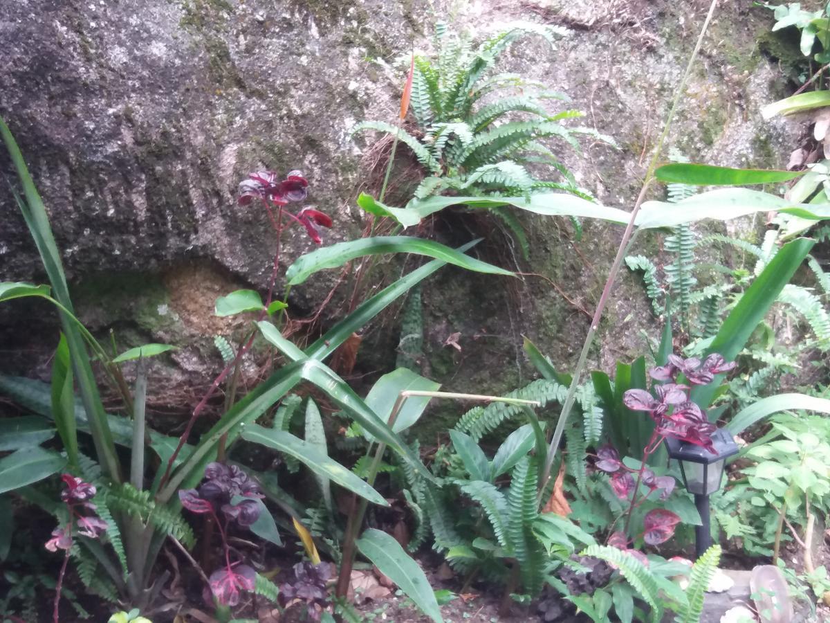 Bosque Dos Esquilos Abraão Exterior foto